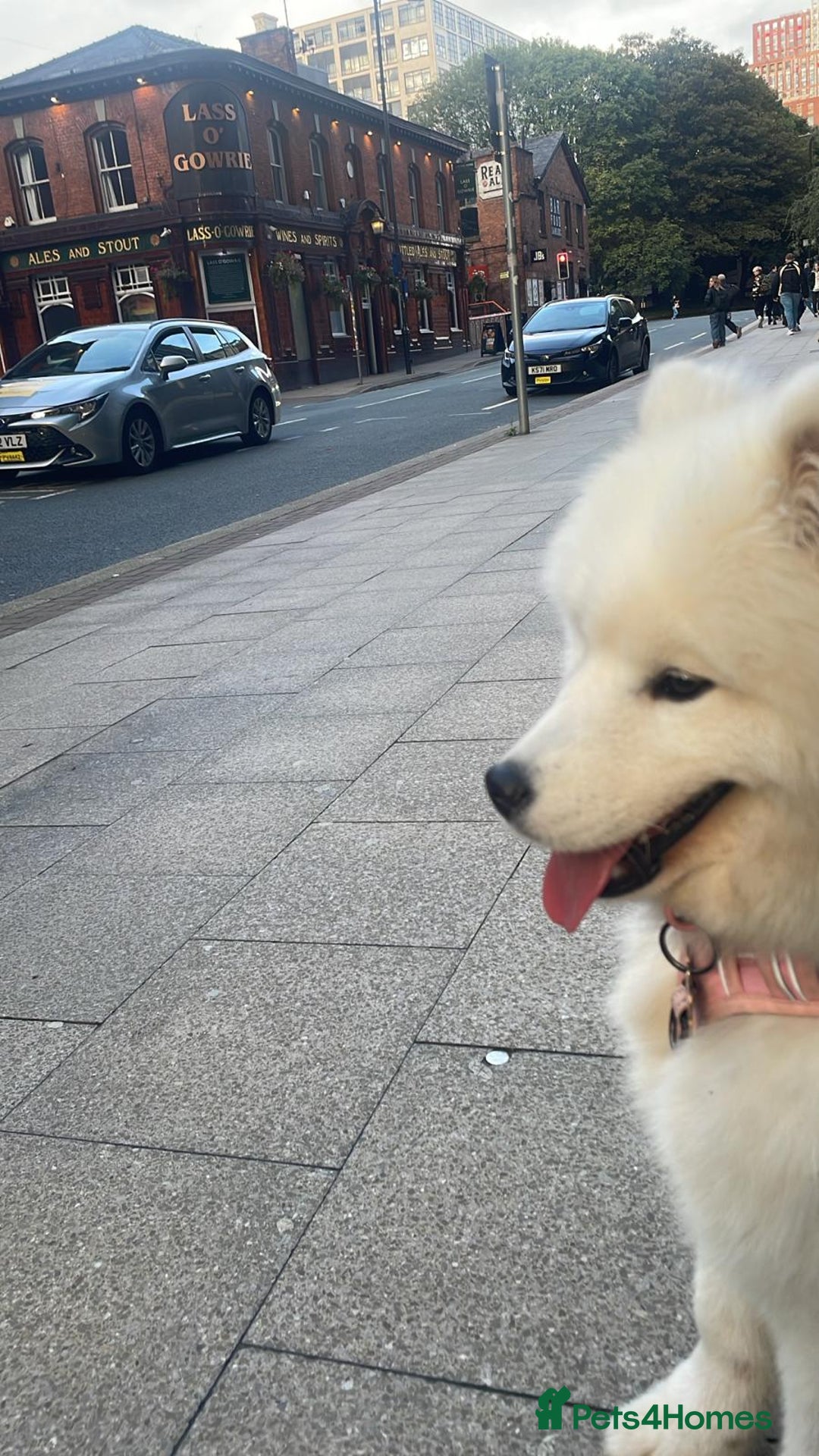 Samoyed dogs for sale: 🐾 Beautiful KC Registered Samoyed – 7 Months Old - Advert 8