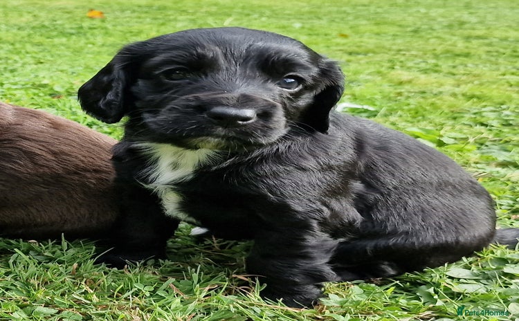 Cocker Spaniel dogs - Advert 1
