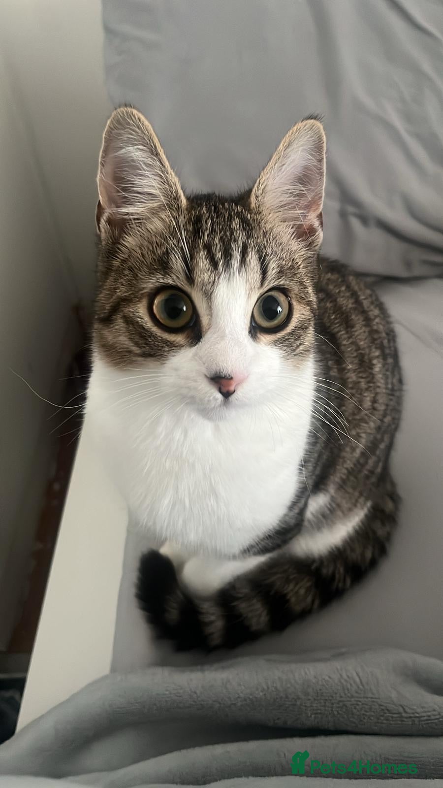 Mixed Breed cats FREE CAT - Advert 5
