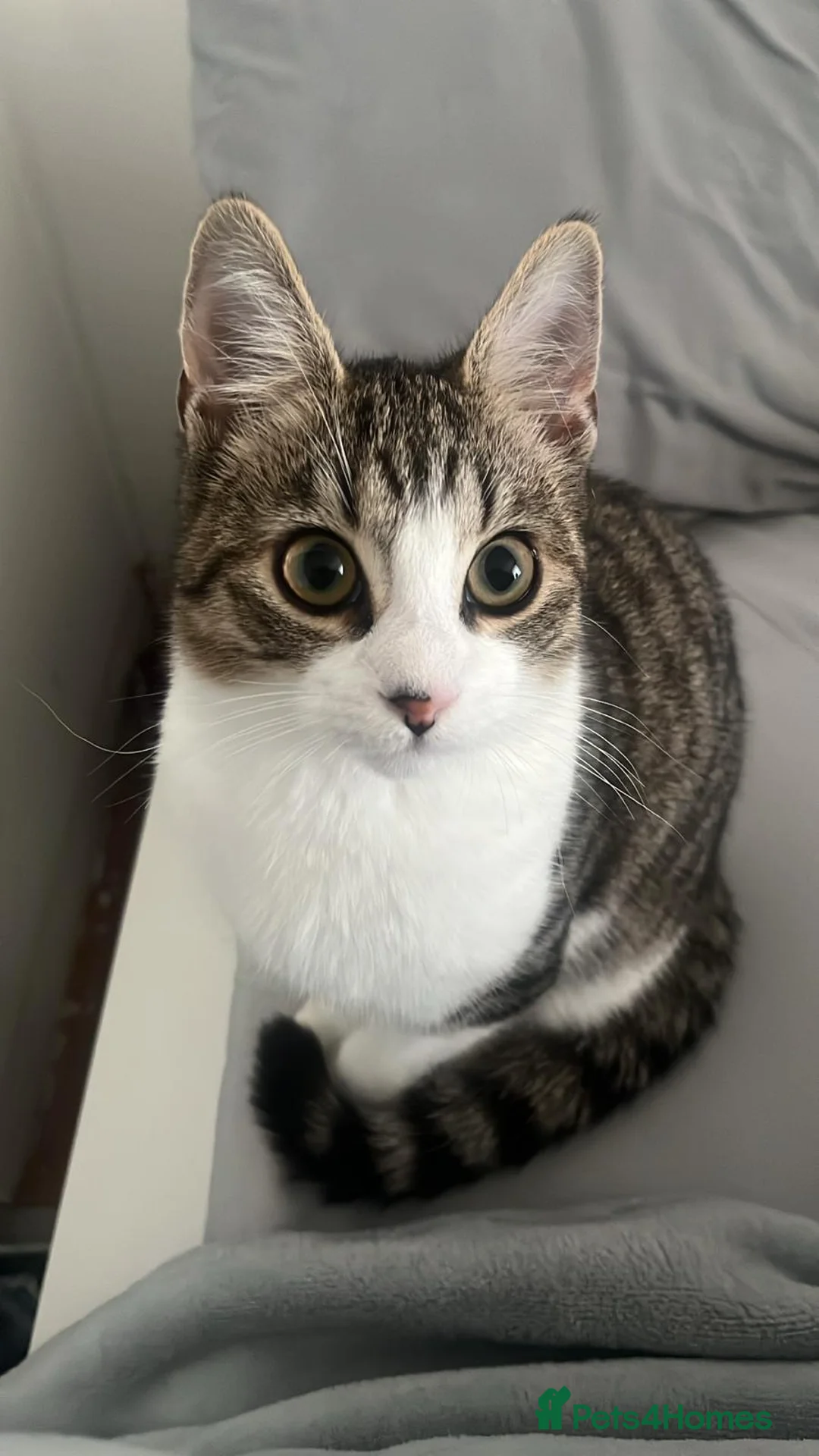 Mixed Breed cats for sale: FREE CAT - Advert 1