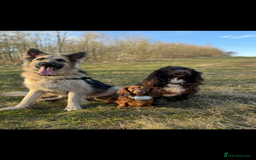 German Shepherd dogs for sale: URGENT home needed for my dogs - Image 1