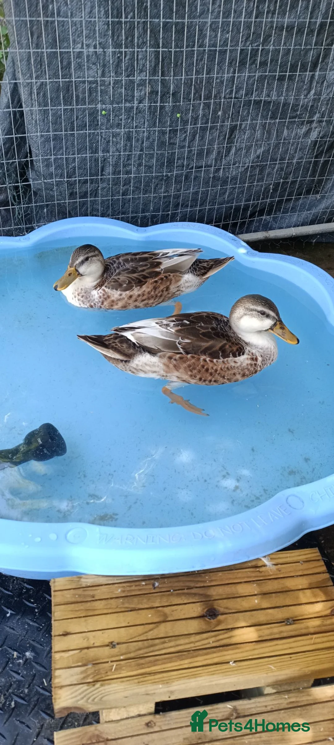 Ducks poultry for sale: Beautiful Miniature Appleyard Ducks  - Advert 1
