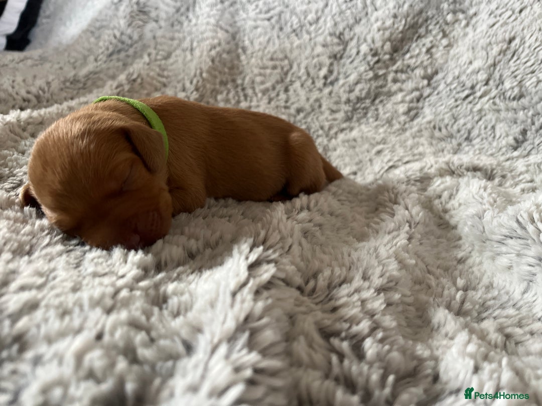 Hungarian Vizsla dogs for sale: 8 stunning Vizsla puppies  - Advert 14
