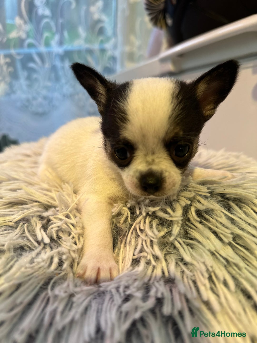Chihuahua dogs for sale: Chihuahua  - Image 11