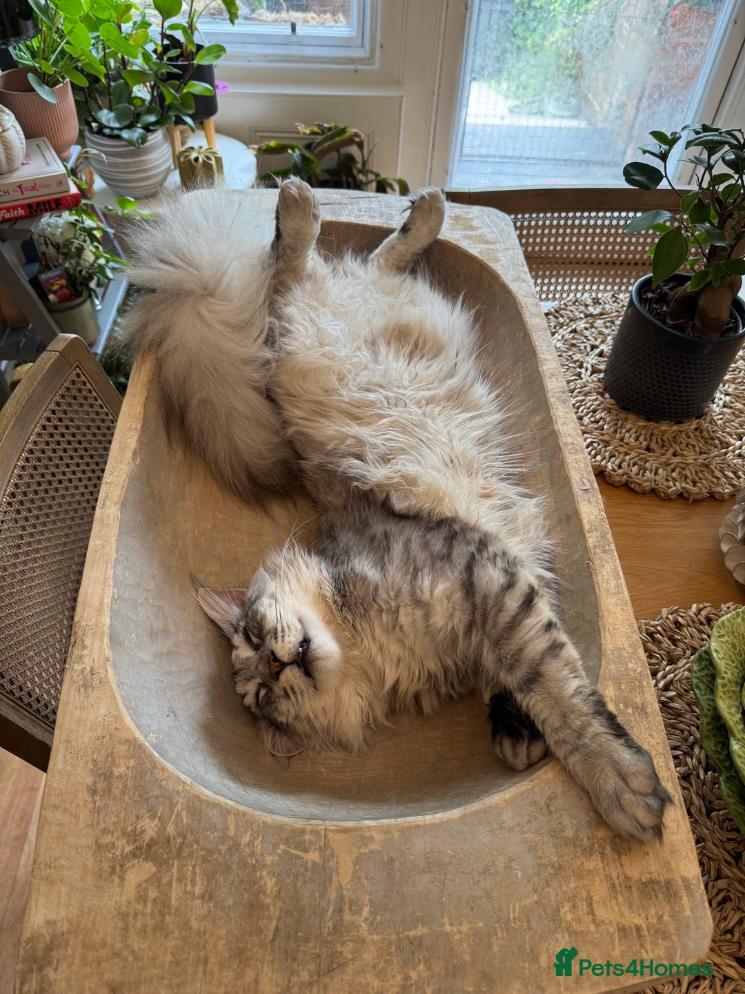 Maine Coon cats for sale: BEAUTIFUL PURE BREED MAINE COON KITTENS  - Image 13