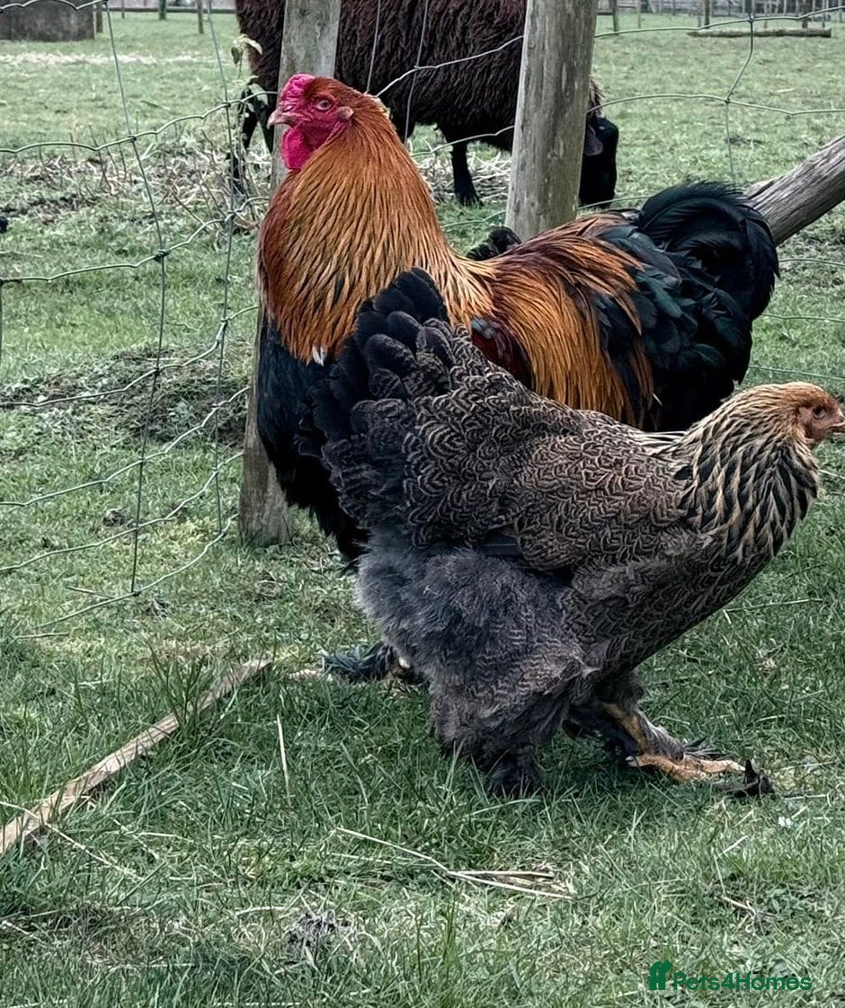 Chickens poultry Selection of Brahma growers  - Advert 1
