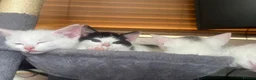 Mixed Breed cats for sale: Kittens - Advert 16