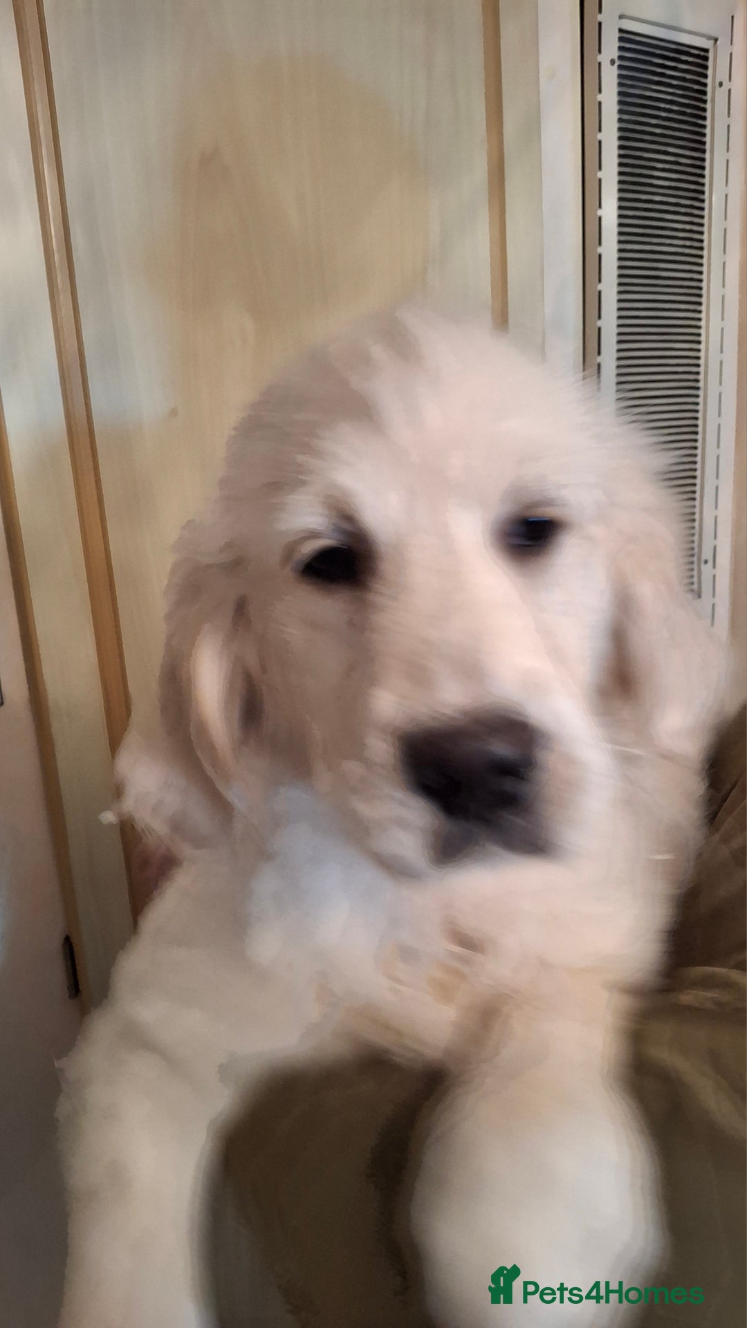 Golden Retriever dogs for sale: KC Registered Golden Retreiver Puppies  - Advert 8