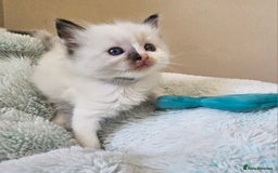 Ragdoll cats for sale: 7 beautiful fluffy Ragdoll cats.  - Image 19
