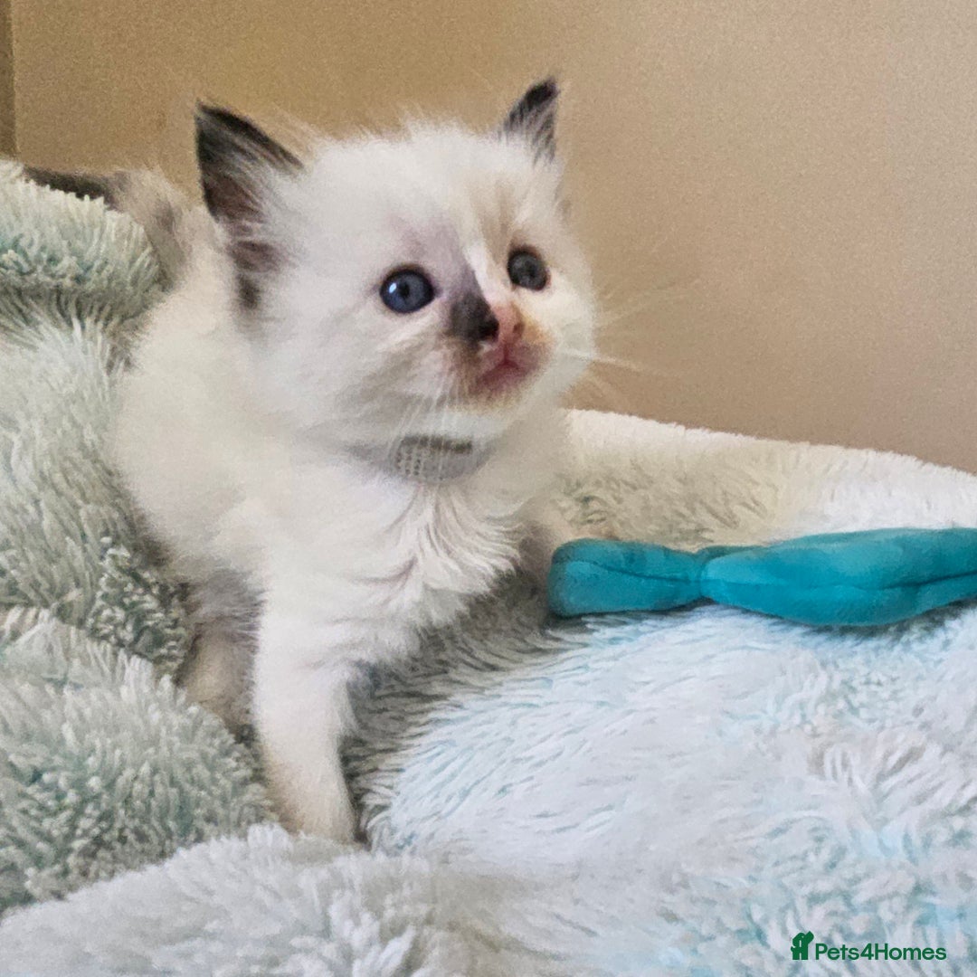 Ragdoll cats for sale: 7 beautiful fluffy Ragdoll cats.  - Image 19