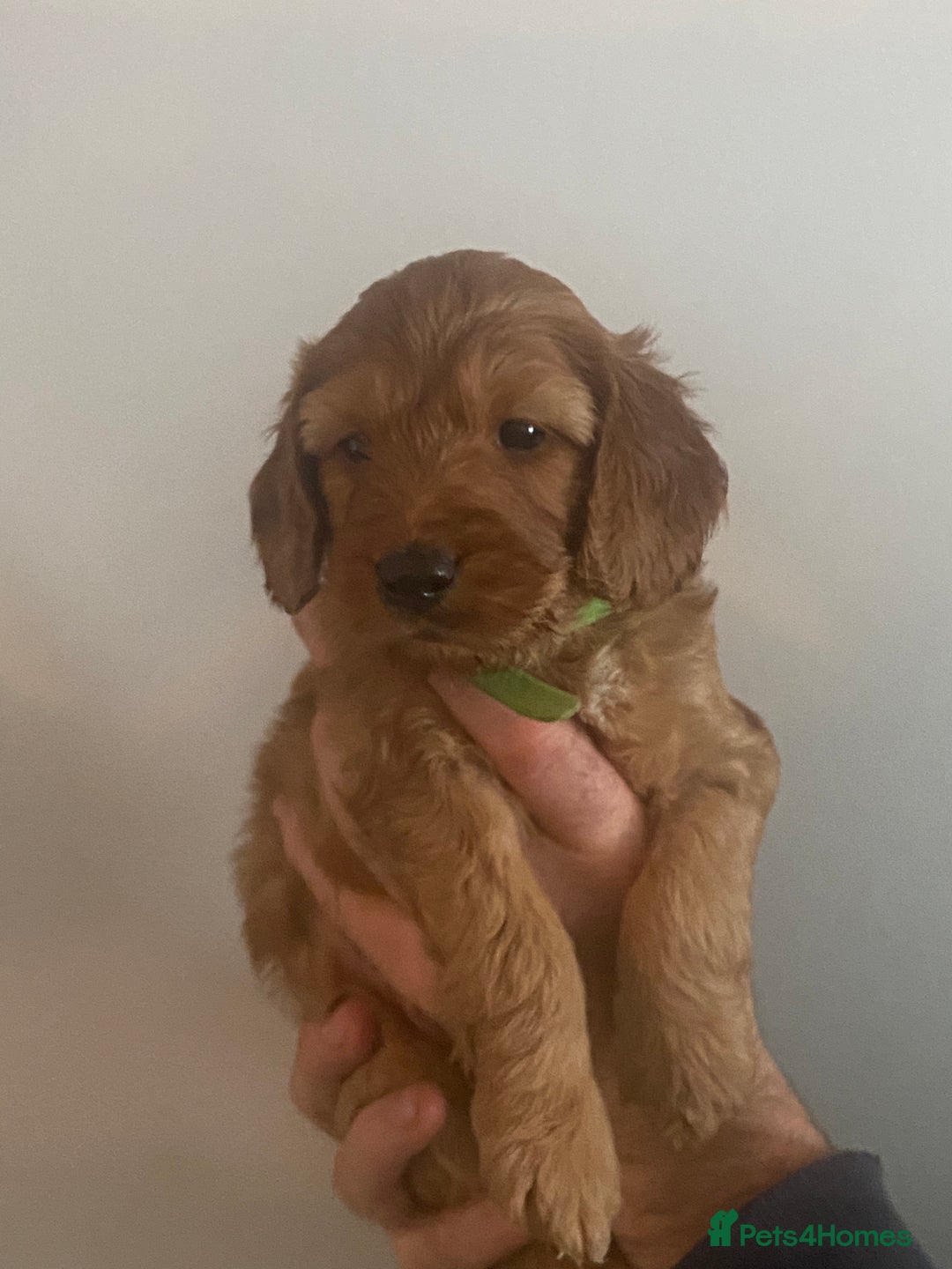 Cockapoo dogs for sale: Cockapoo pups for sale  - Advert 31