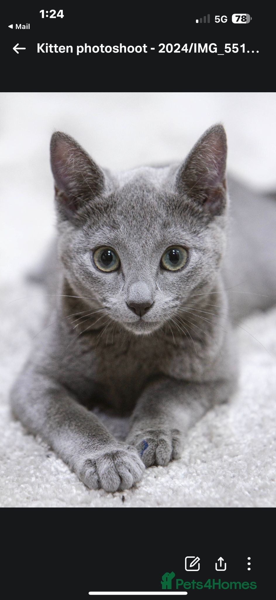 Russian Blue cats TICA Russian Blue female for sale - Advert 2