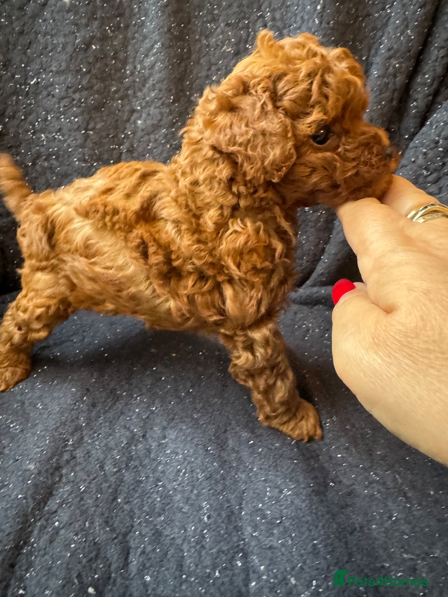 Toy Poodle dogs for sale: Asian Poodle Puppies WAITING LIST OPEN - Advert 7