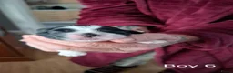 Shih Tzu dogs for sale: 7 Beautiful Shih Tzu Puppies  - Advert 6