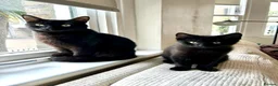 Domestic Shorthair cats for adoption: Double Trouble for Black Cat Lovers - Advert 2