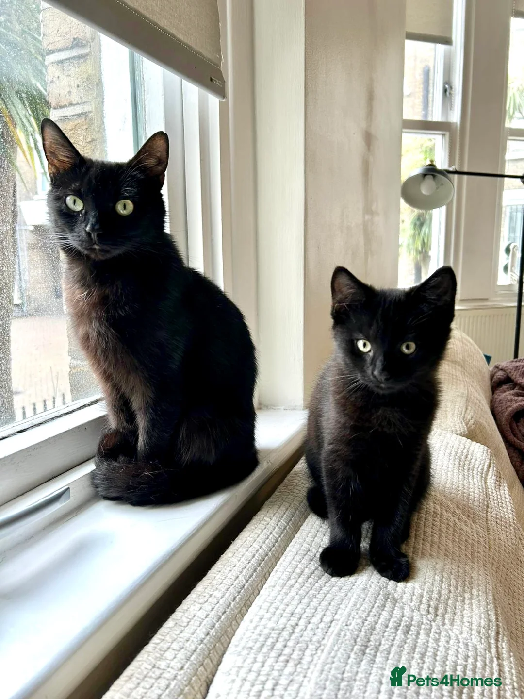 Domestic Shorthair cats for adoption: Double Trouble for Black Cat Lovers - Advert 2