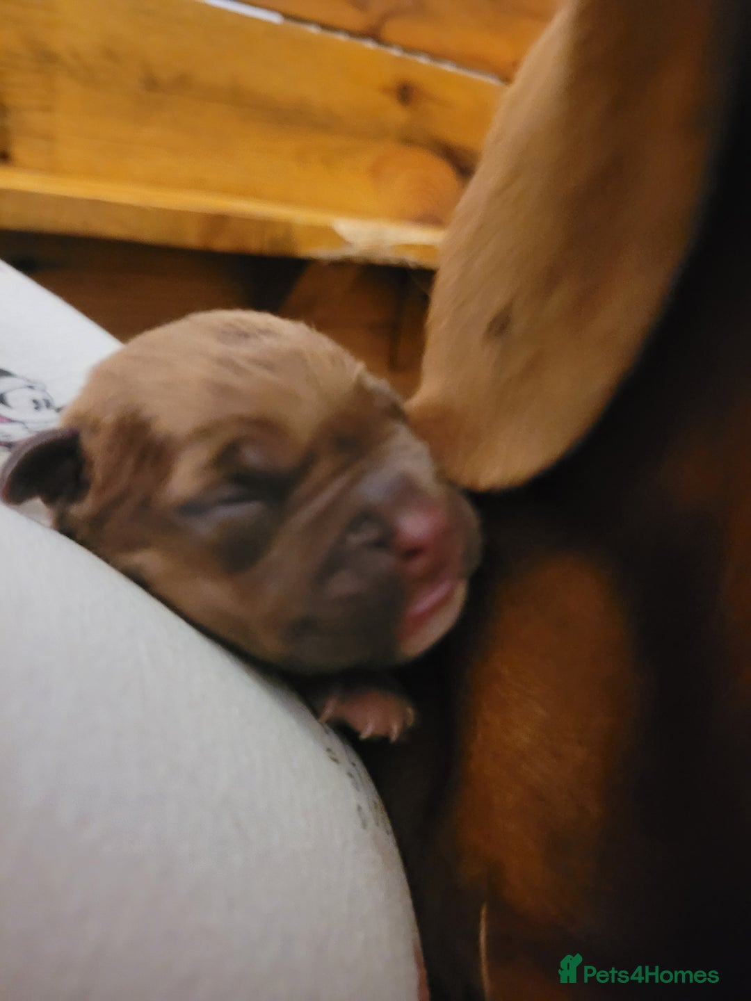 Mixed Breed dogs for sale: Douge de bordeaux x Presa Canerio  - Image 8