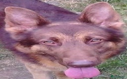 German Shepherd dogs for sale: German Shepherd pups ready end of August  - Image 34