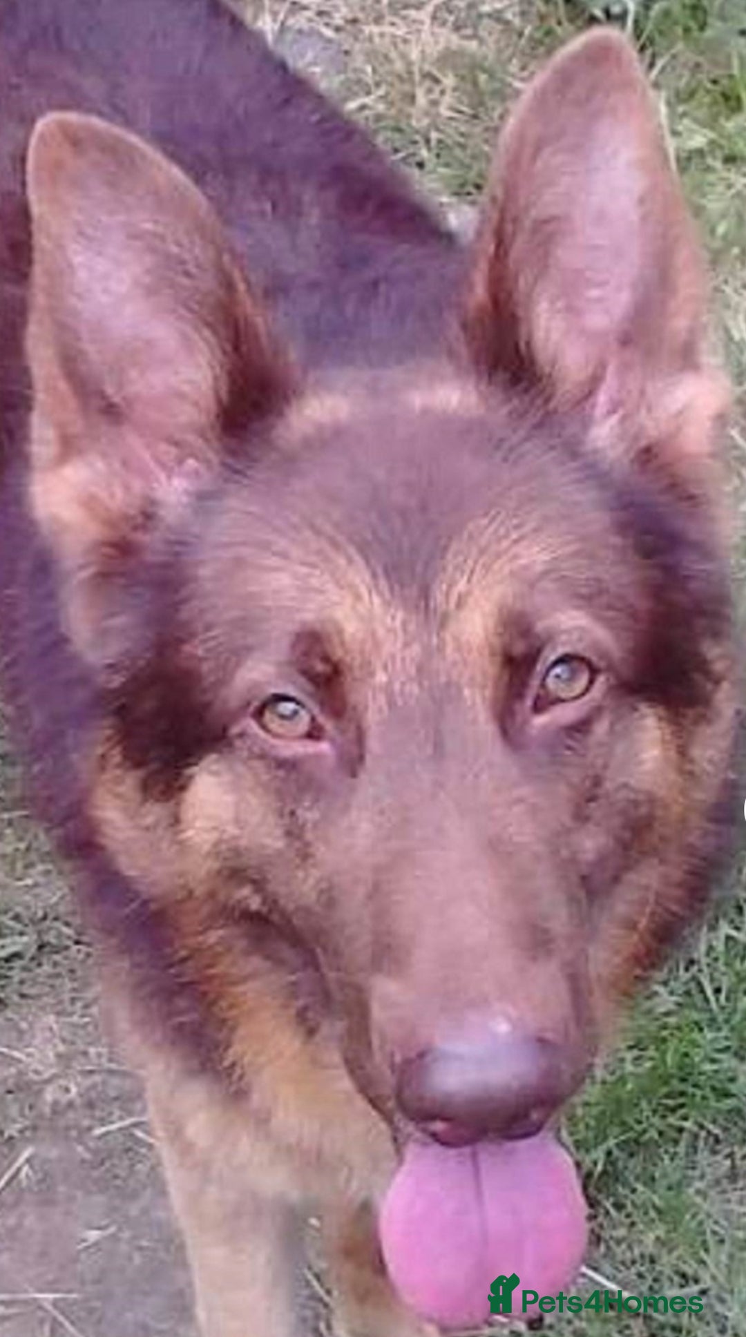 German Shepherd dogs for sale: German Shepherd pups ready end of August  - Image 34
