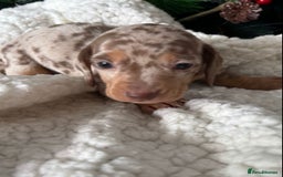 Miniature Dachshund dogs for sale: Pure bred Miniature Dachshund Puppies - Advert 2