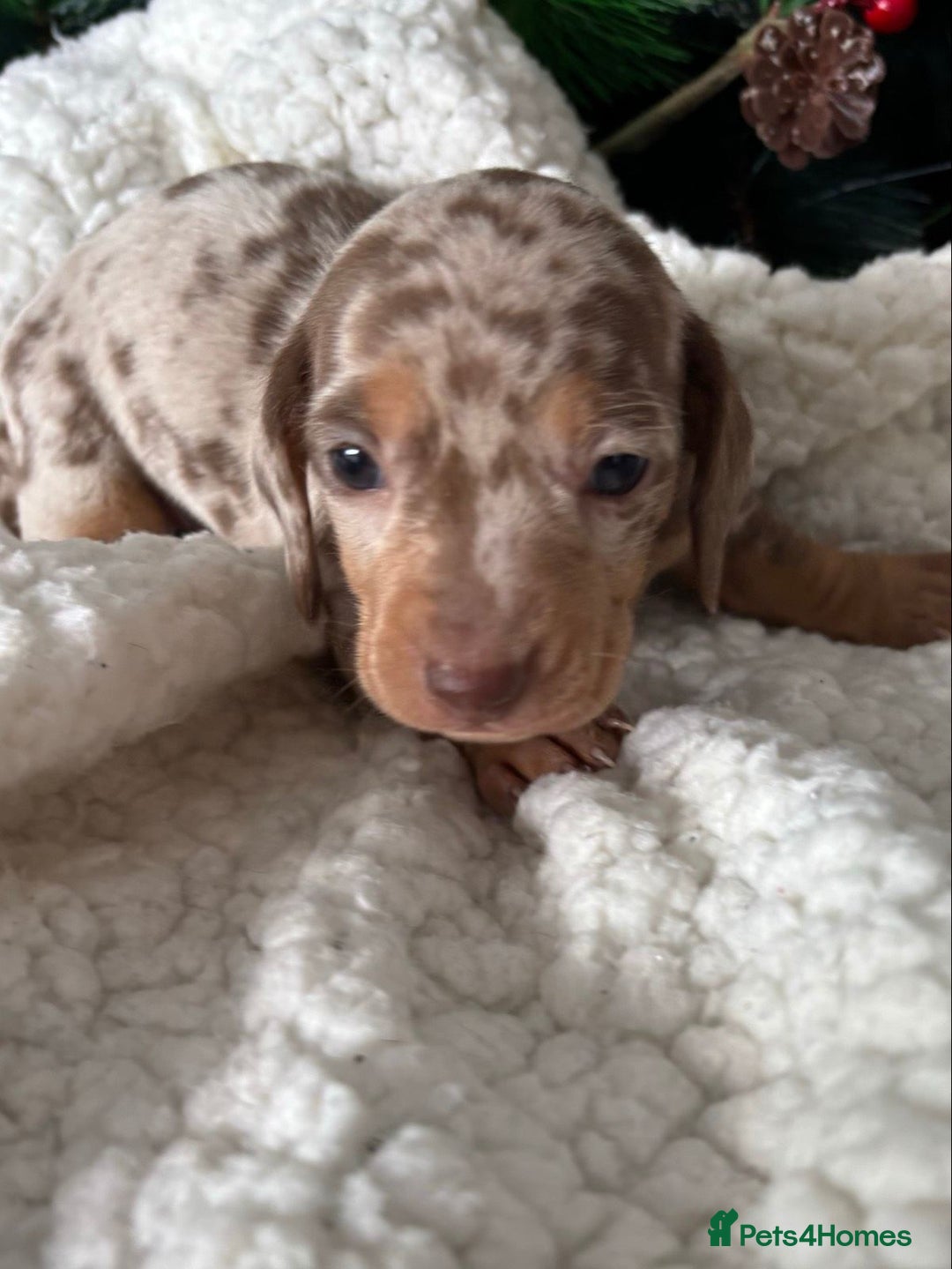 Miniature Dachshund dogs for sale: Pure bred Miniature Dachshund Puppies - Advert 2