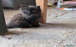 Bombay cats for sale: Different prices Bombay X long hair  - Image 30