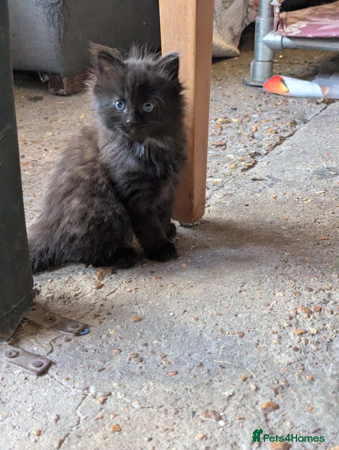 Bombay cats for sale: Different prices Bombay X long hair  - Image 30