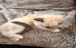 Ragdoll cats for sale: 1 female and 1 male ragdoll kittens for sale - Image 7