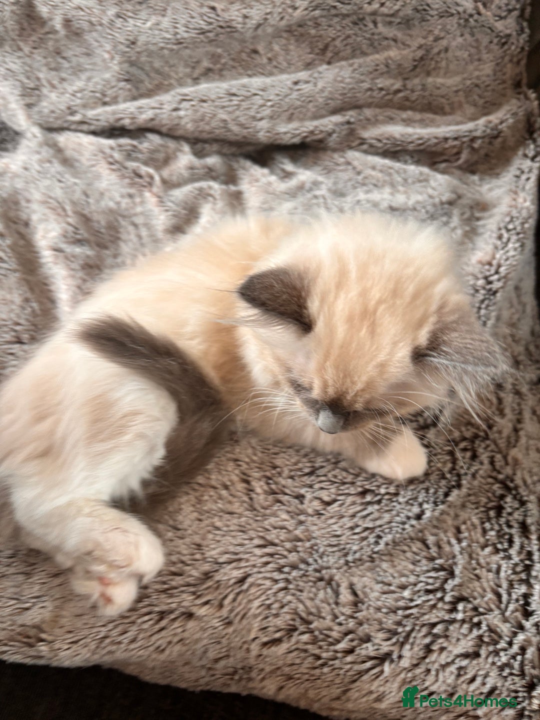 Ragdoll cats for sale: 1 female and 1 male ragdoll kittens for sale - Image 7