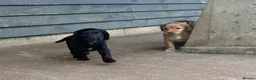 Cocker Spaniel dogs for sale: BEAUTIFUL MIXED COLOUR LITTER,HEALTHTESTED PARENTS - Advert 16