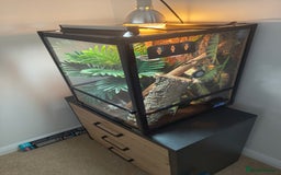 Gecko reptiles for sale: Giant Day Gecko & Set Up Available - Image 8