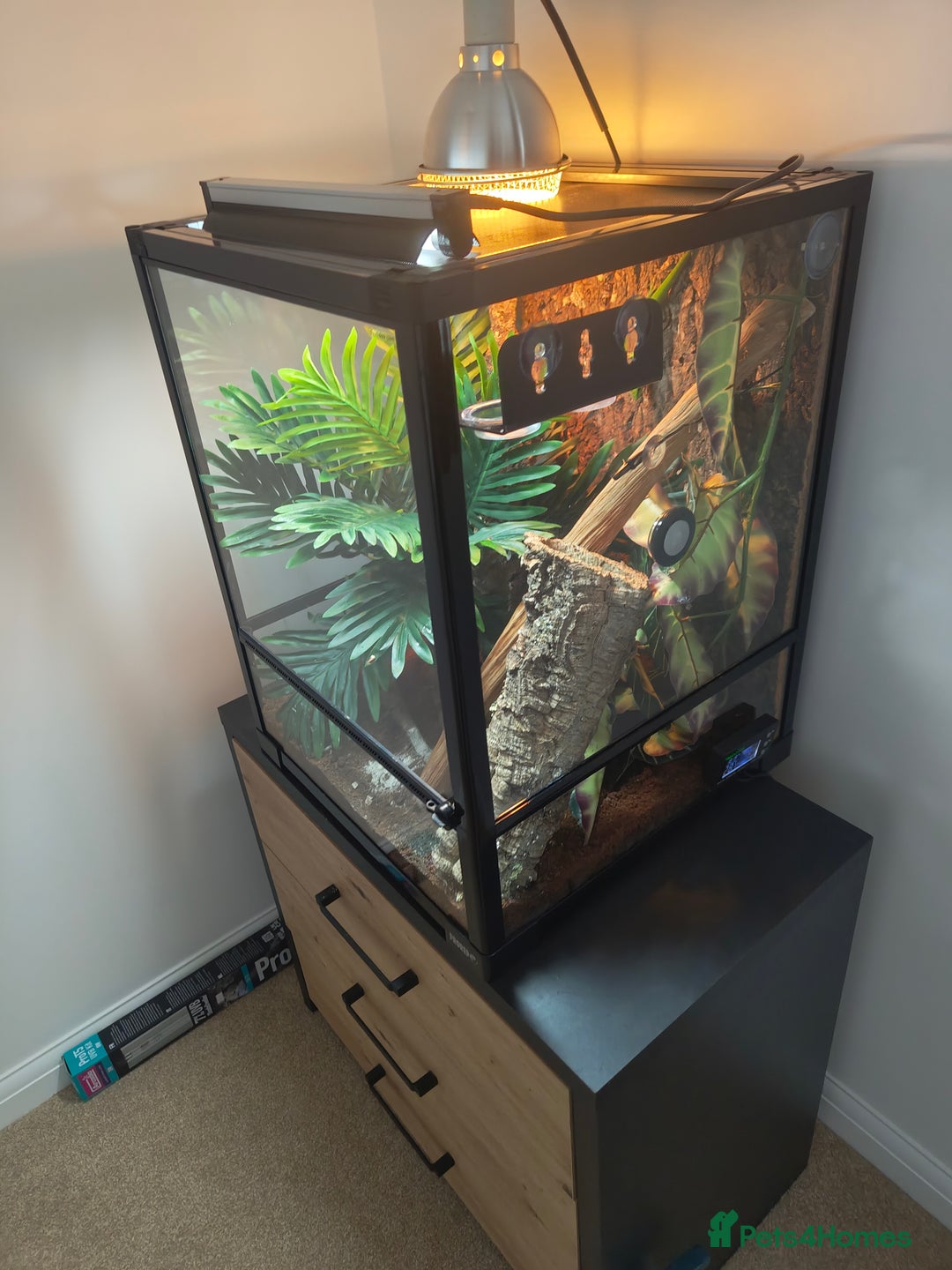 Gecko reptiles for sale: Giant Day Gecko & Set Up Available - Image 8