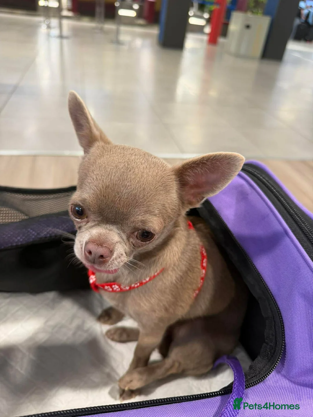 Chihuahua dogs for sale: Stunning lilac adult girl in Buxton - Advert 2