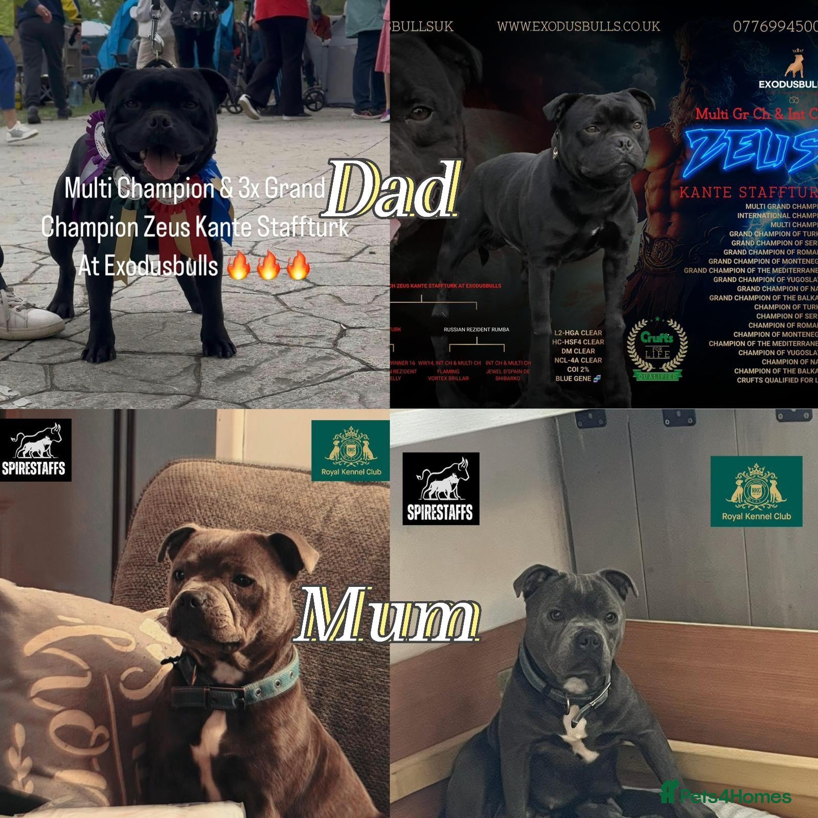 Staffordshire Bull Terrier dogs 3 blue, 1 black Staffordshire bullterier puppies   - Advert 1