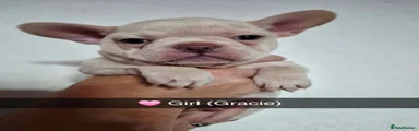 Gracie (Girl)