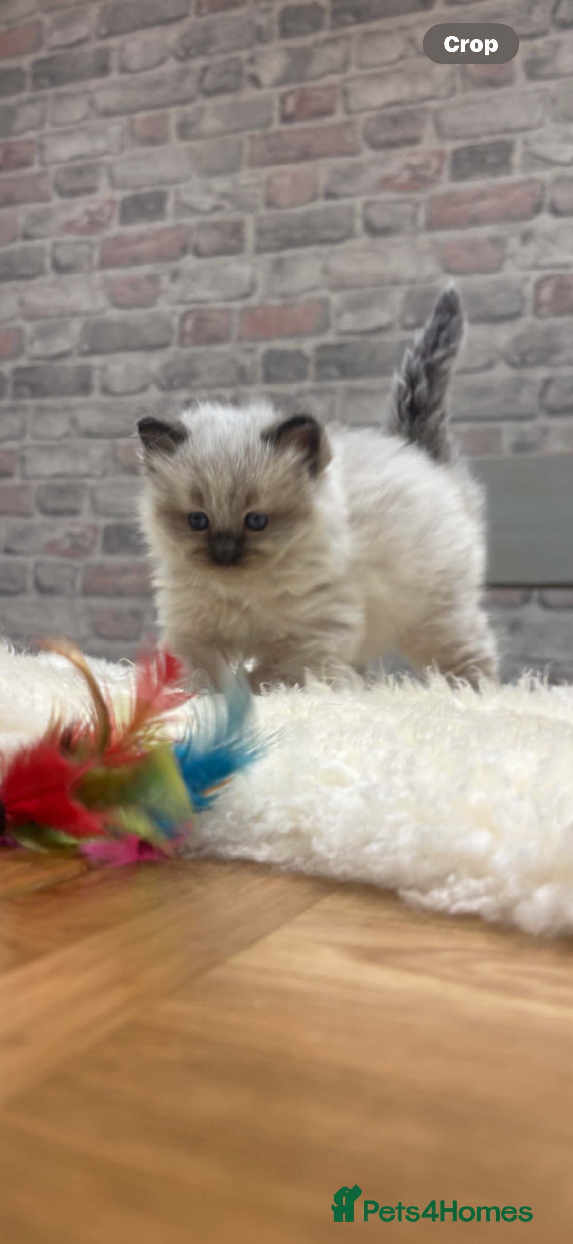 Ragdoll cats Gorgeous Ragdoll Seal point boy TICA Registered - Advert 4