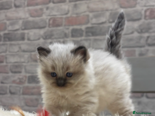 Ragdoll cats Gorgeous Ragdoll Seal point boy TICA Registered - Advert 4