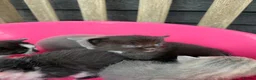 Mixed Breed cats for sale: 5 Gorgeous, Super-Friendly Kittens - Advert 11