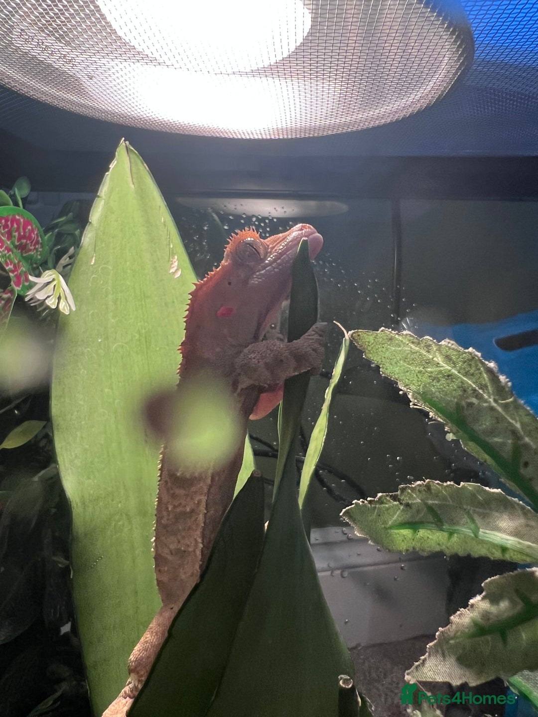 Gecko reptiles for sale: 2 baby crested geckos - Image 6