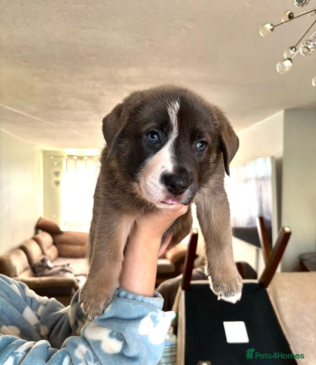 Mixed Breed dogs for sale: Beautiful German Shepherd cross puppies  - Advert 14