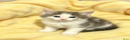 Mixed Breed cats for sale: 4 beautiful boys  - Advert 2