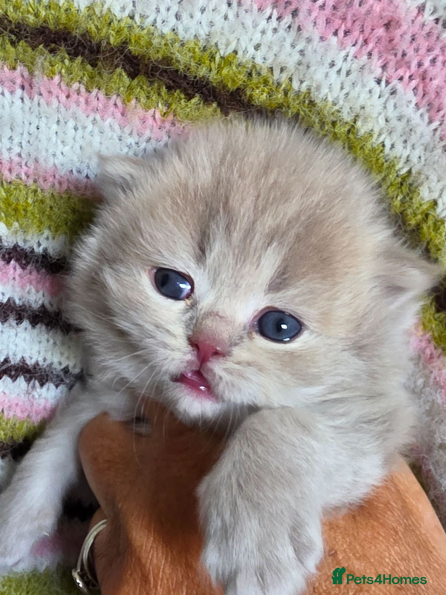 British Longhair cats TICA Registered British longhair kittens - Advert 2
