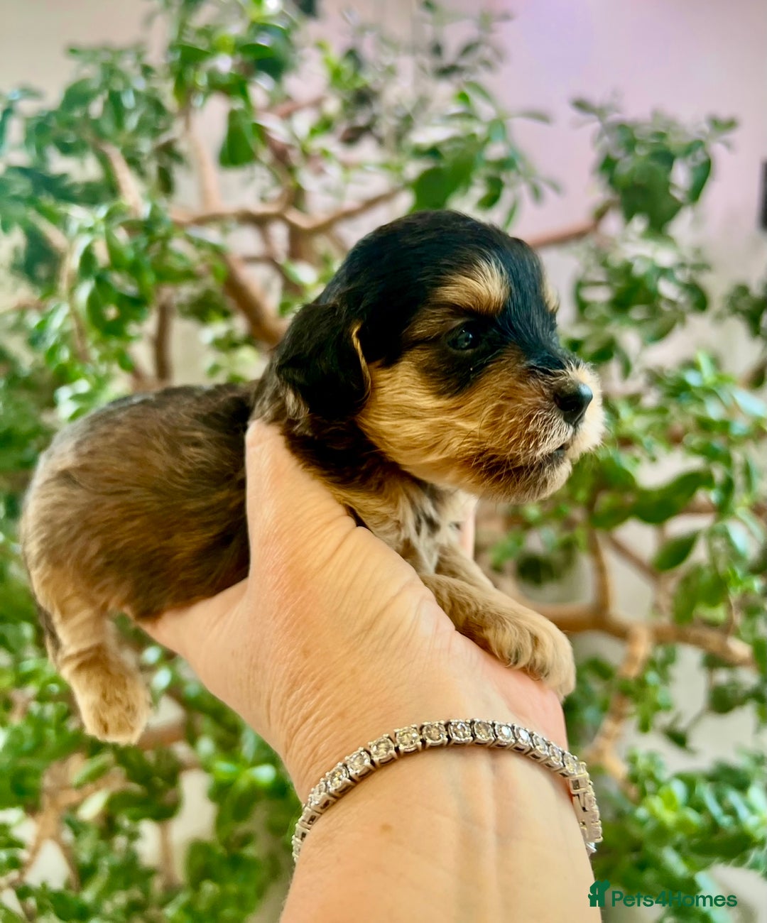 Cockapoo dogs for sale: 4⭐️Licensed Breeder Cockapoo Puppies - Image 38