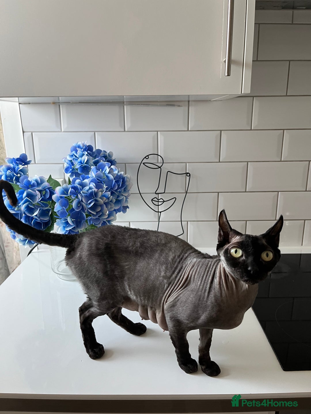 Sphynx cats for sale: Sphynx elf X kittens 🧝‍♀️🧝‍♂️ - Advert 1