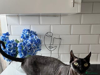 Sphynx cats Sphynx elf X kittens 🧝♀️🧝♂️ - Advert 3