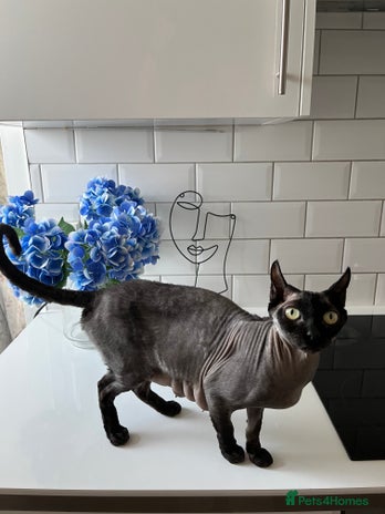 Sphynx cats Sphynx elf X kittens 🧝♀️🧝♂️ - Advert 1