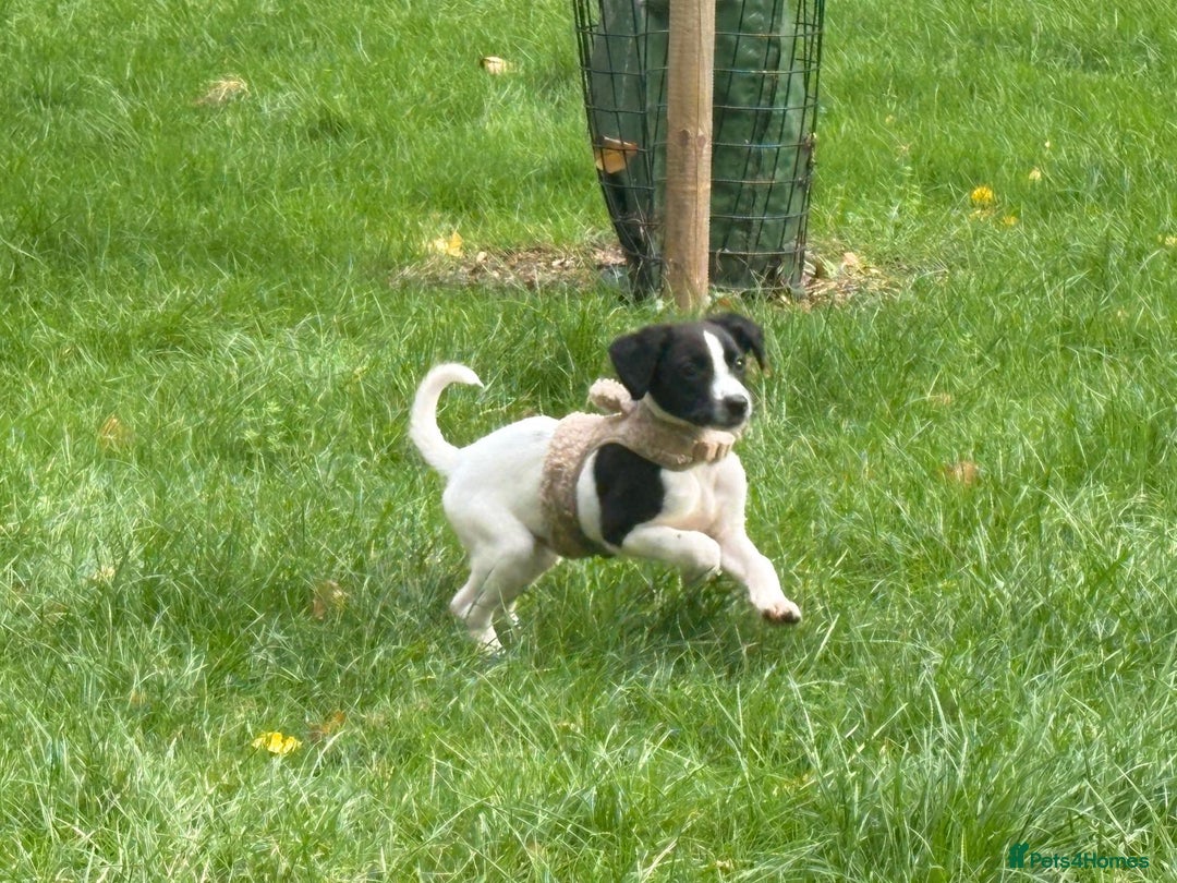 Mixed Breed dogs for sale: Puppy for sale  - Advert 4