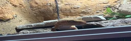 Leopard Gecko reptiles for sale: Male leopard gecko with viv in Tewkesbury - Advert 5