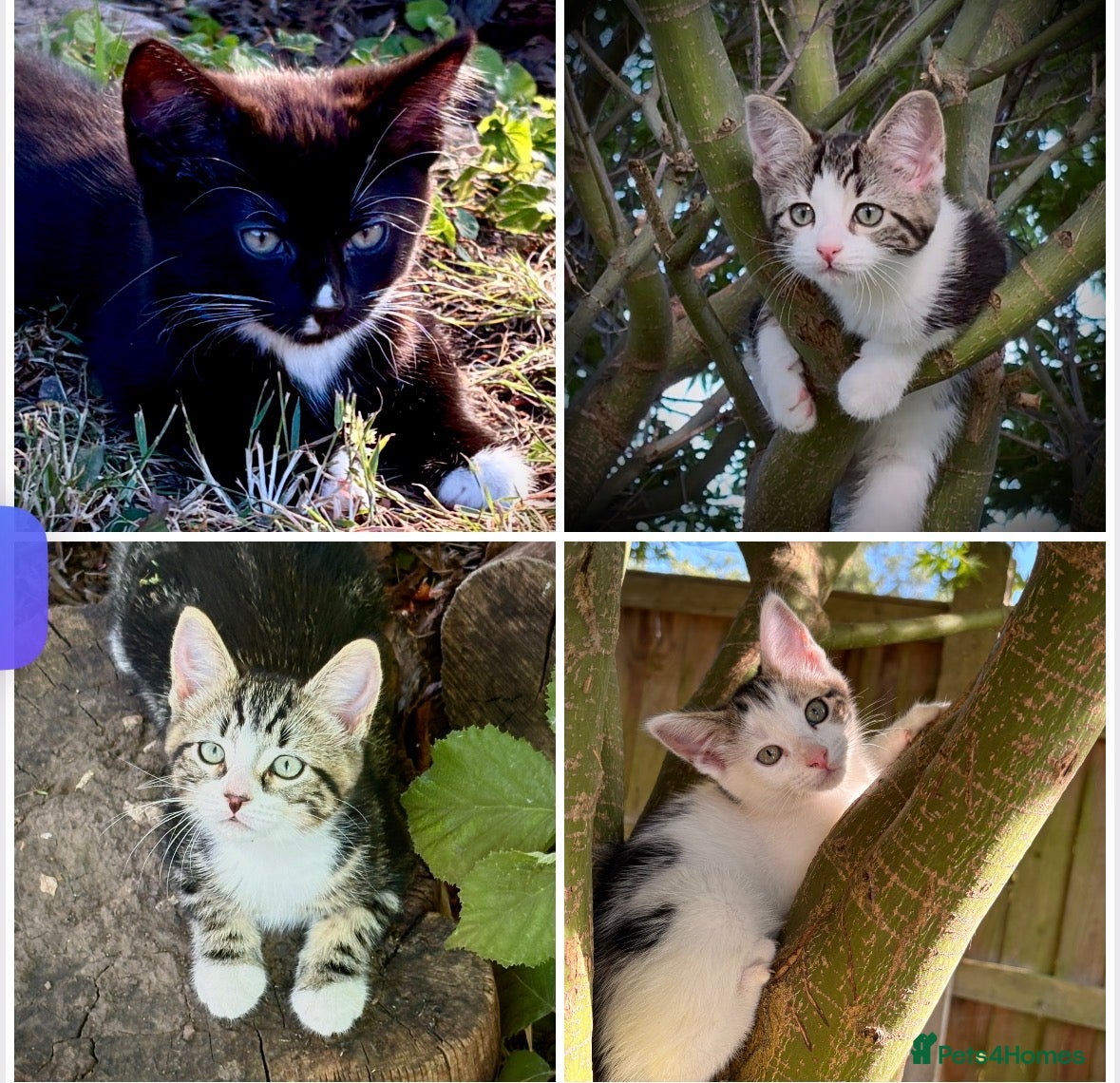 Mixed Breed cats Four beautiful kittens ready soon £150 - Advert 16