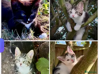 Mixed Breed cats Four beautiful kittens ready soon £150 - Advert 16